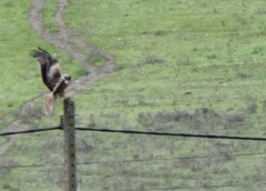 Milvus milvus milvus