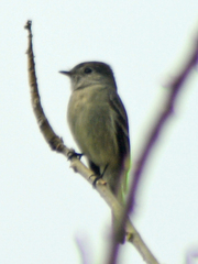 Empidonax hammondii