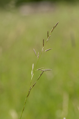 Lolium pratense