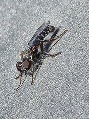 Brachyrhopalinae