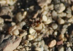 Endiodioctes