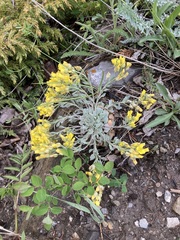 Physaria didymocarpa