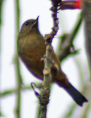 Diglossa baritula