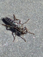 Brachyrhopalinae