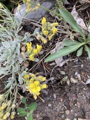 Physaria didymocarpa