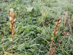 Linaria vulgaris