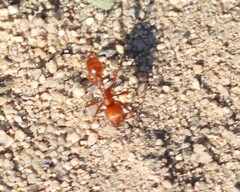 Pogonomyrmex maricopa