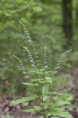 Scutellaria altissima