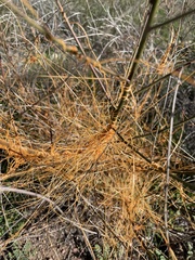 Cuscuta californica