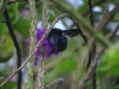 Bombus pullatus