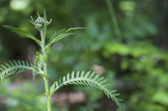 Achillea distans
