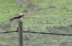 Milvus milvus milvus