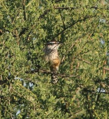 Campylorhynchus