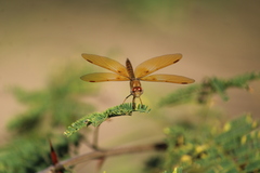 Perithemis intensa