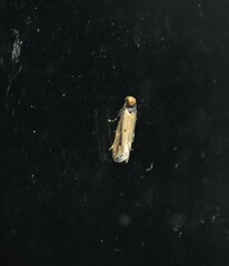 Tinea apicimaculella