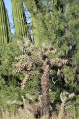 Cylindropuntia fulgida