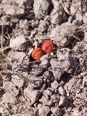 Erythrina flabelliformis
