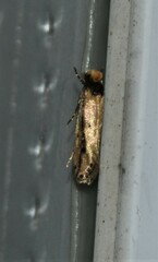 Tinea apicimaculella