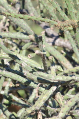 Cylindropuntia thurberi