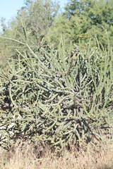 Cylindropuntia thurberi