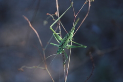 Insara elegans