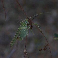 Insara elegans