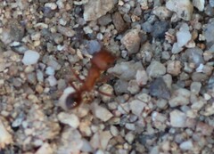 Pogonomyrmex californicus