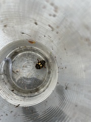 Thermonectus marmoratus