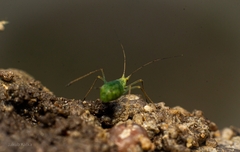 Macrosiphoniella