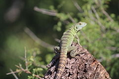 Ctenosaura macrolopha