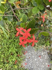 Ixora coccinea