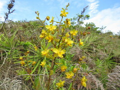 Cyrtopodium flavum