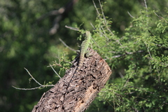 Ctenosaura macrolopha