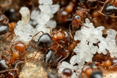 Crematogaster opuntiae