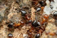 Crematogaster opuntiae