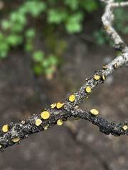 Lachnellula