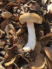 Russula cerolens