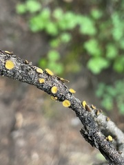 Lachnellula