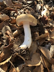 Russula cerolens
