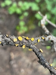 Lachnellula