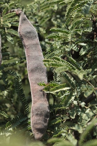 Schaffner's acacia
