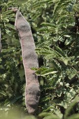 Vachellia schaffneri schaffneri