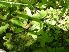 Pilosella caespitosa