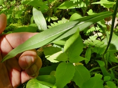 Pilosella caespitosa