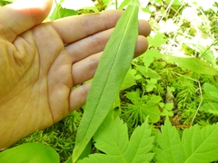 Pilosella caespitosa