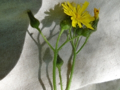 Pilosella caespitosa