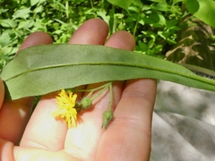 Pilosella caespitosa
