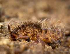 Orchesella villosa