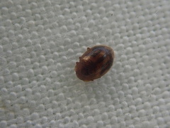 Rhyzobius chrysomeloides