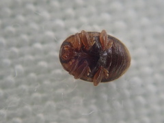 Rhyzobius chrysomeloides